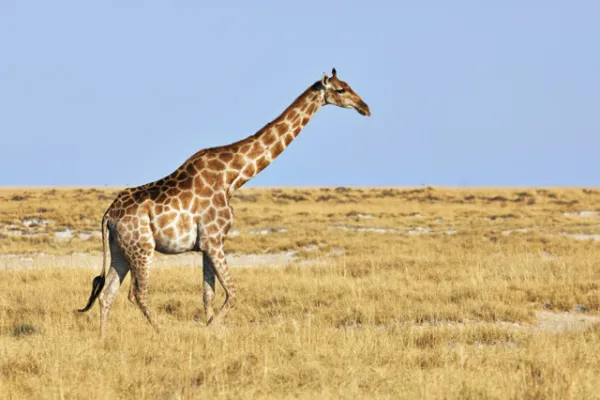 All Inclusive Ferien in Kenia